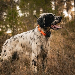 Dog Trace DOG GPS X25B - Such- und Ausbildungseinrichtungen für Hunde